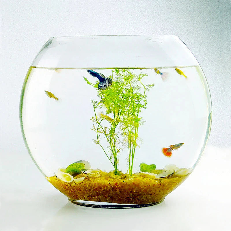 Fish & Aquatic