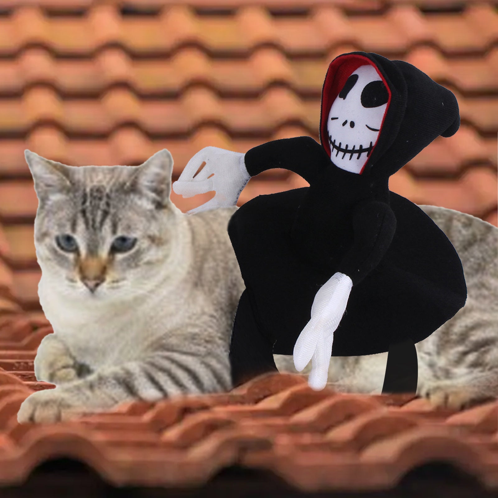 Halloween Pet Costume – Funny Spider or Pumpkin Vest Outfit for Dogs and Cats