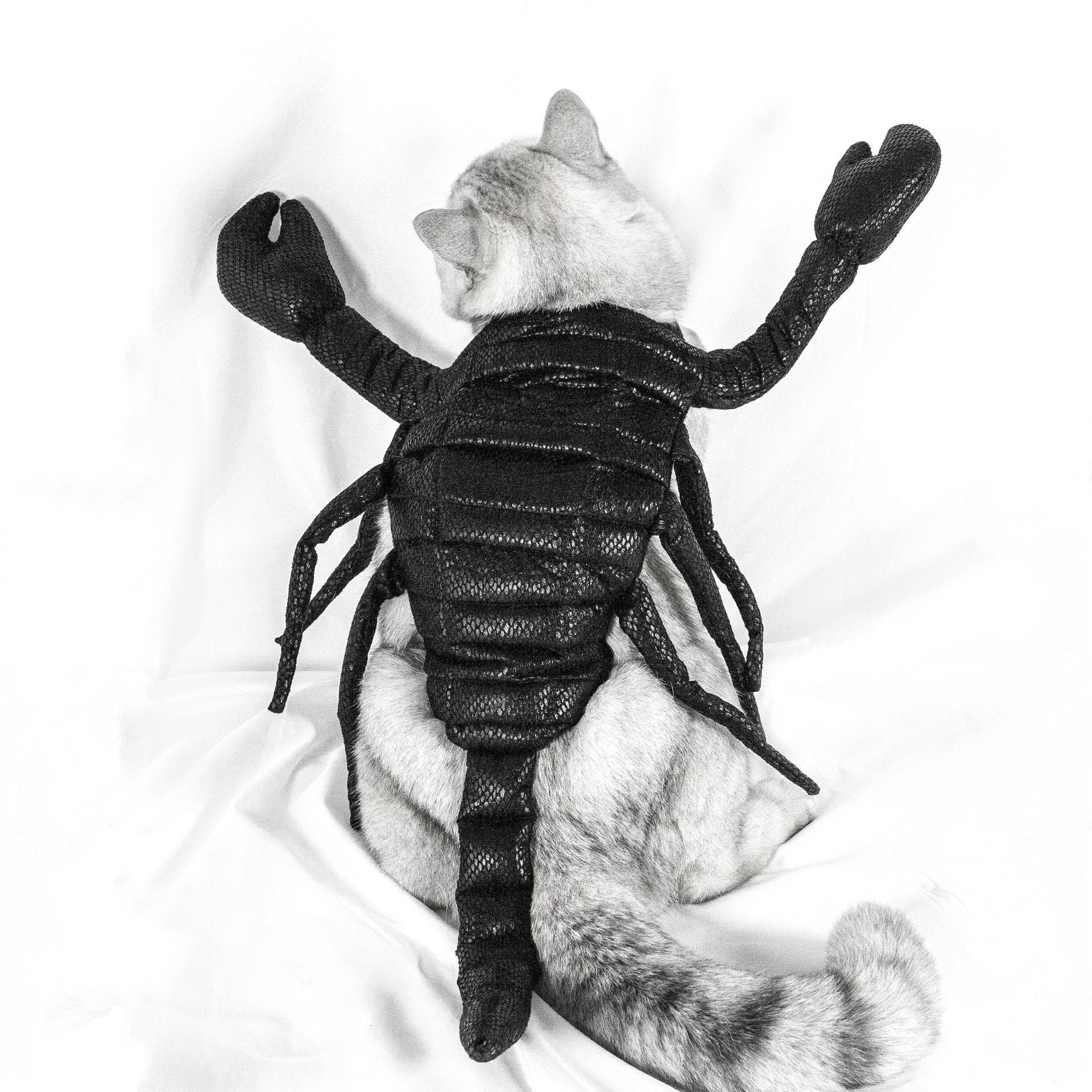 Halloween Scorpion Pet Costume – Funny Cat and Dog Party Outfit