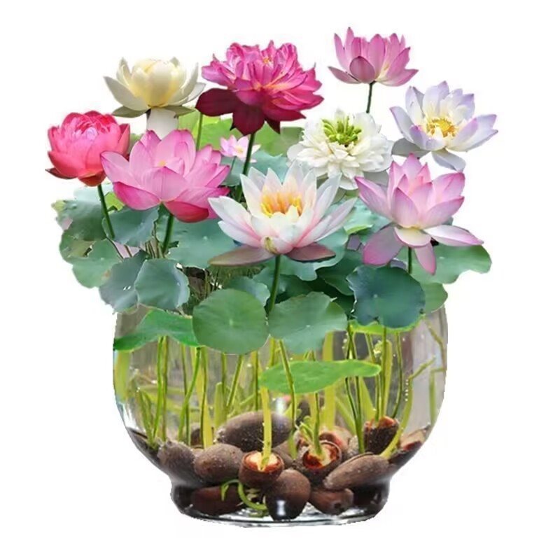 Fish Tank Water Grass Seed Landscape Package