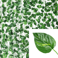 Scindapsus Aureus Leaves1 Pack