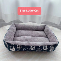 Blue Kitten