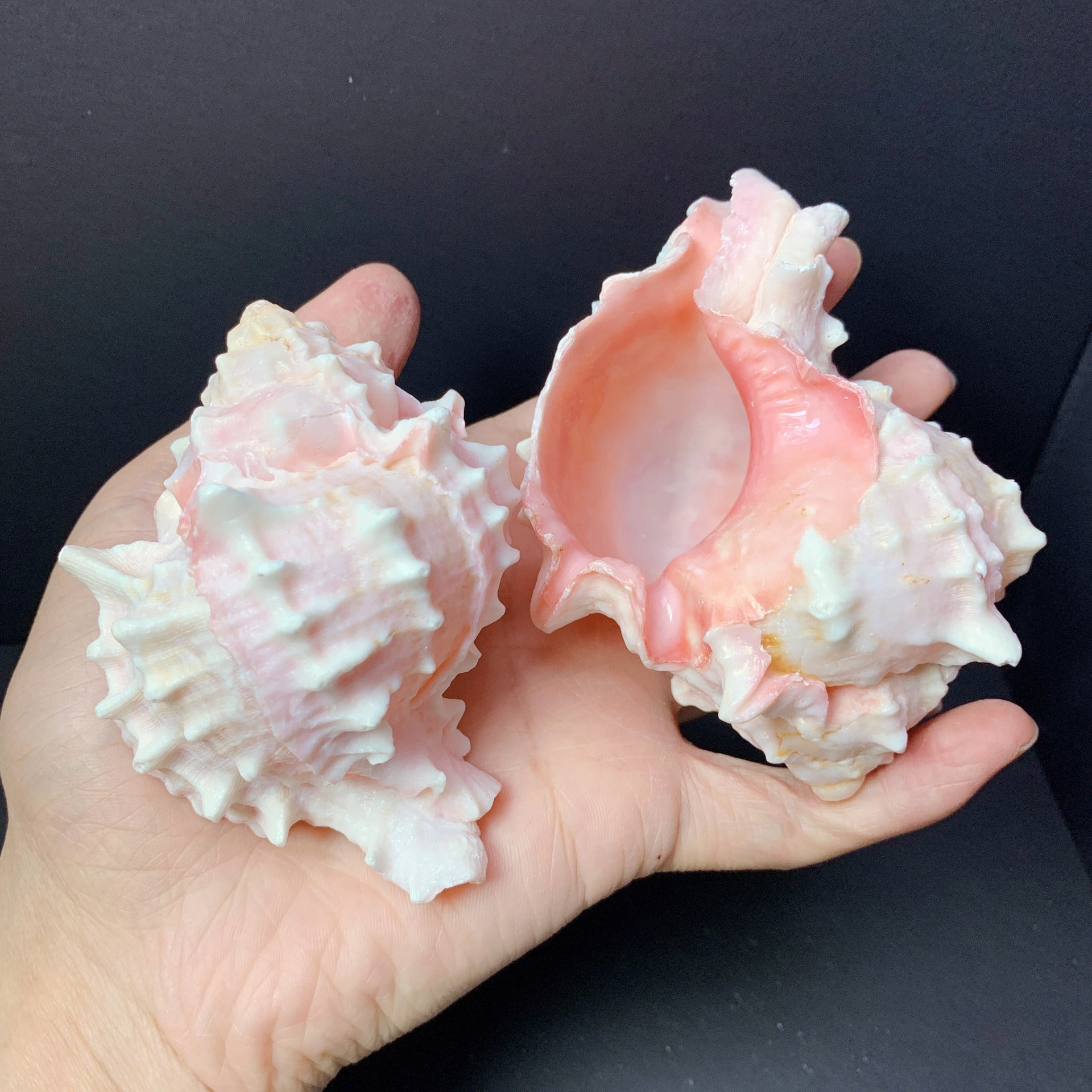 Natural Conch And Shell Aquarium Fish Tank Scenery Decoration Ornaments