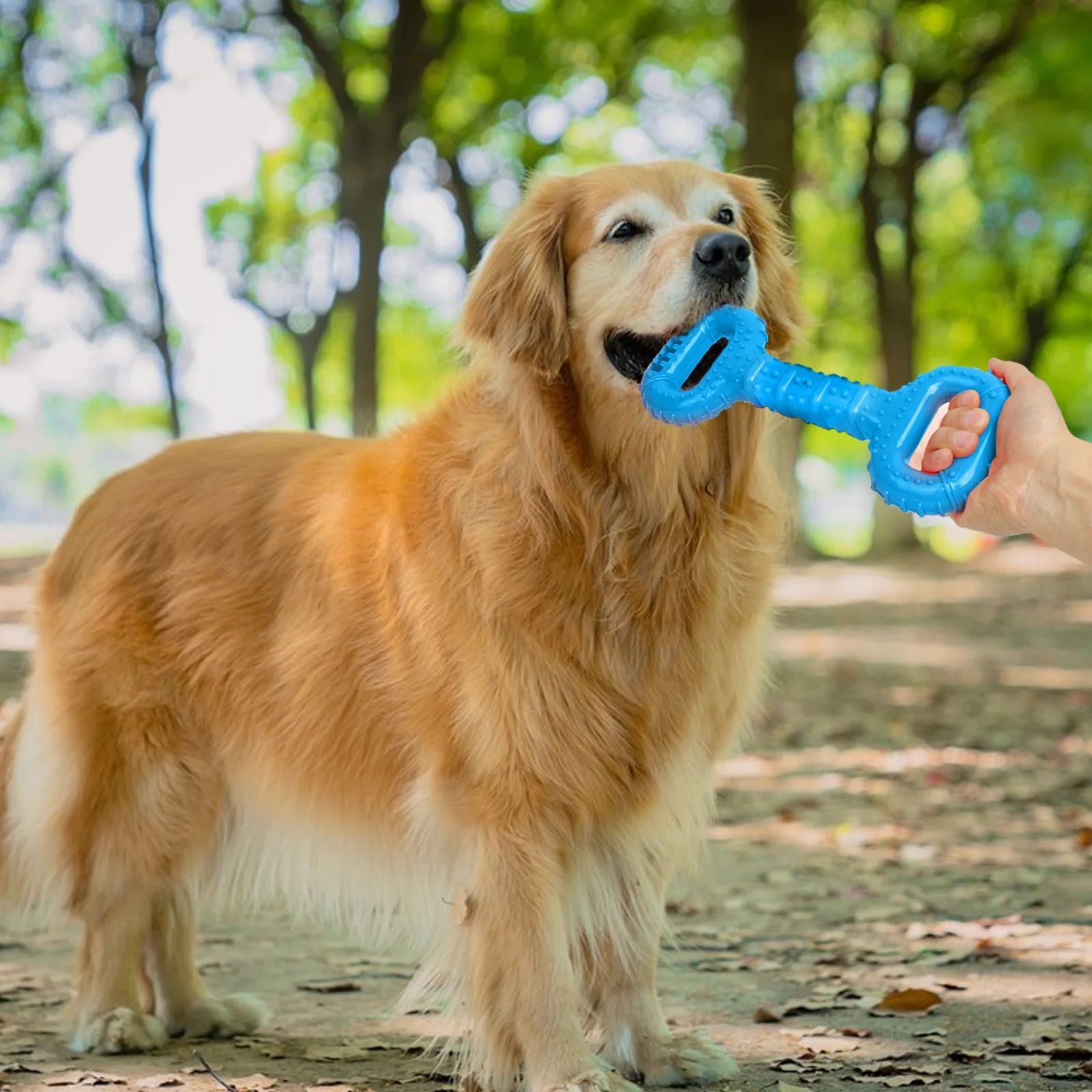 Durable Dog Bones and Chew Toys for Aggressive Chewers