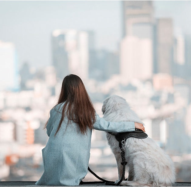 Heavy-Duty Explosion-Proof Chest Harness for Pets