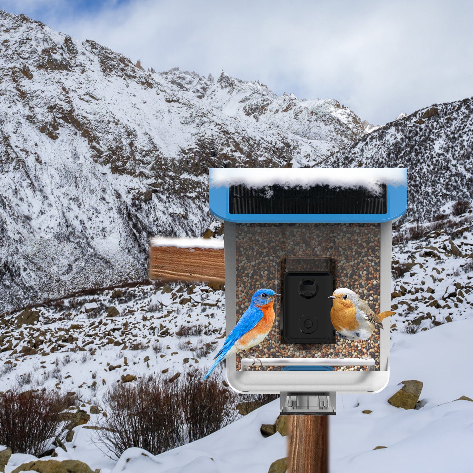 Smart Bird Feeder with AI Recognition Camera – Solar Powered