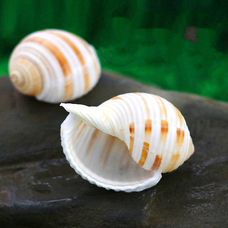 Aquarium Decoration Roll Shell Fish Breeding Shell