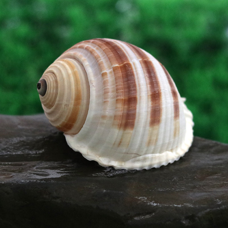 Aquarium Decoration Roll Shell Fish Breeding Shell
