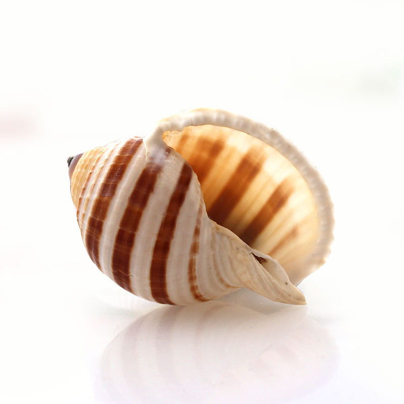 Aquarium Decoration Roll Shell Fish Breeding Shell