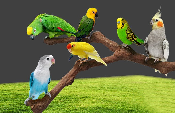 Parrot Cage Stand Perch Pole Accessory