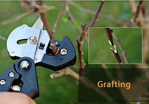 Grafting Pruning Shears For Grafting Fruit Tree Seedlings