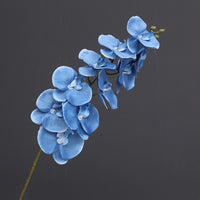 10heads blue