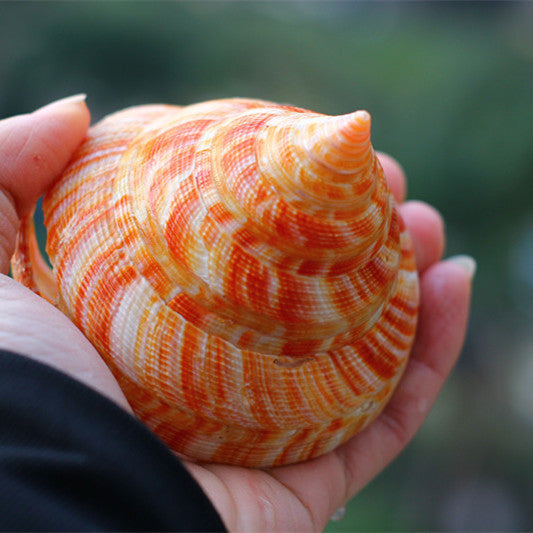 Natural Shell Conch Red Wengrong Snail Specimen Aquarium Fish Tank