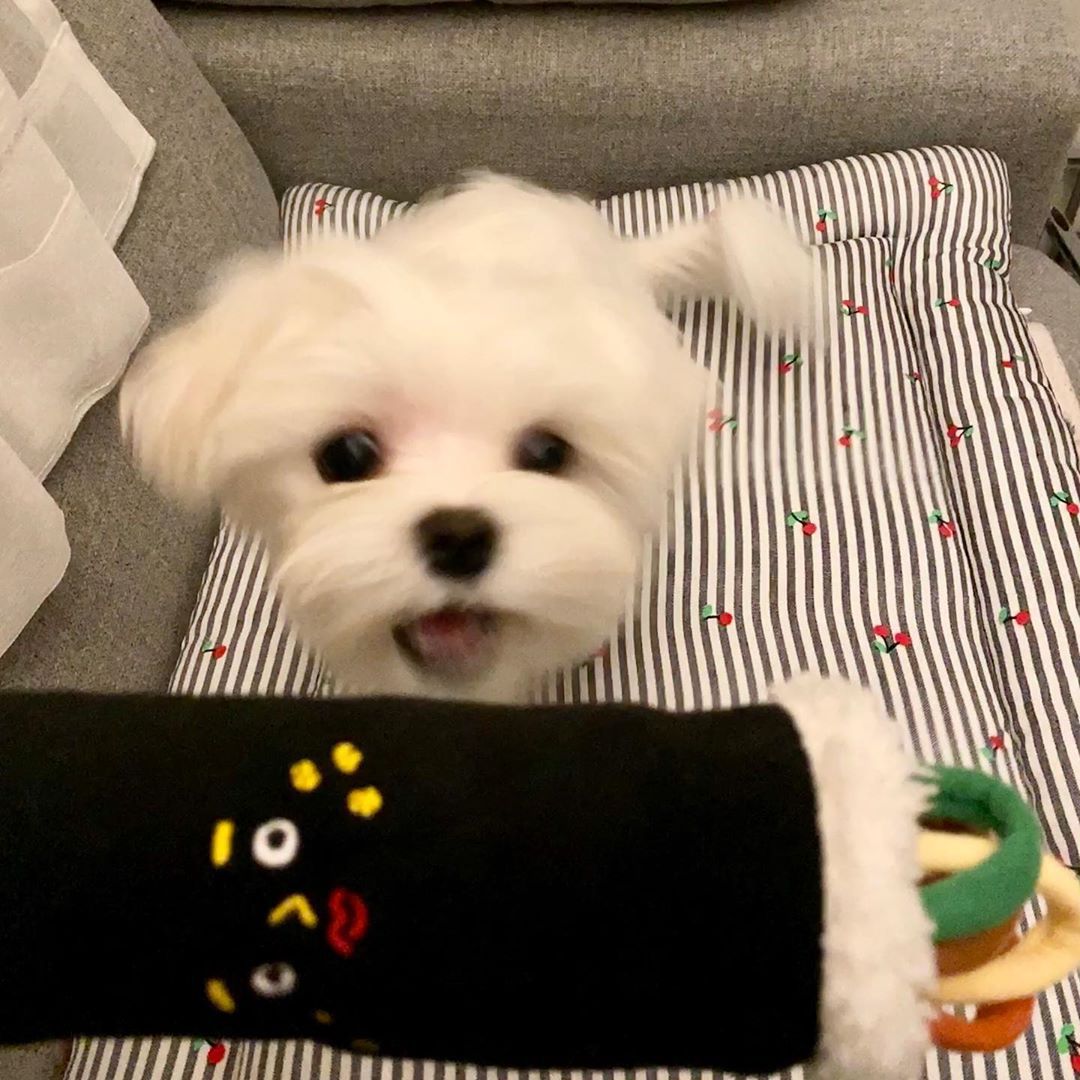 Plush Tibetan Style Seaweed Rice Covered Hidden Food Toy for Pets
