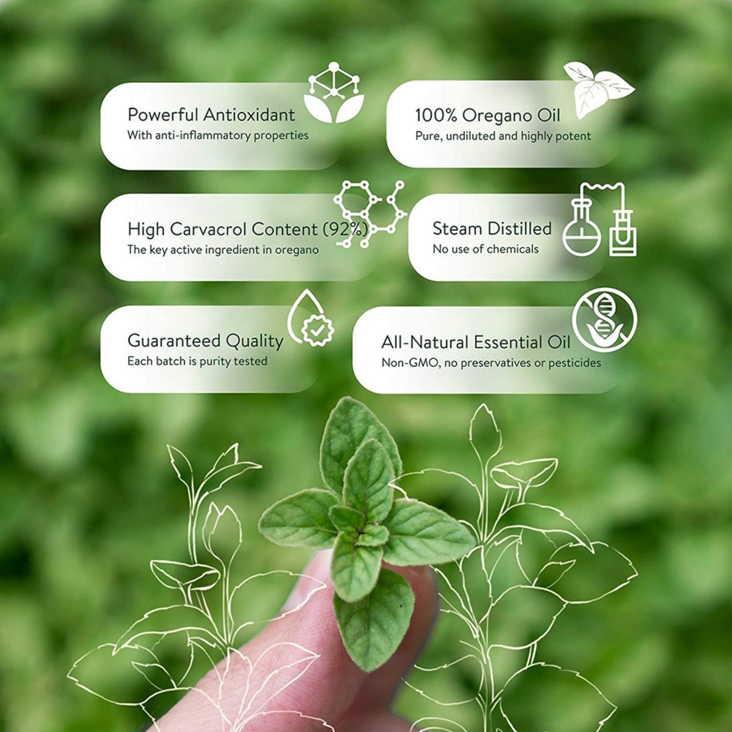 Oregano Oil