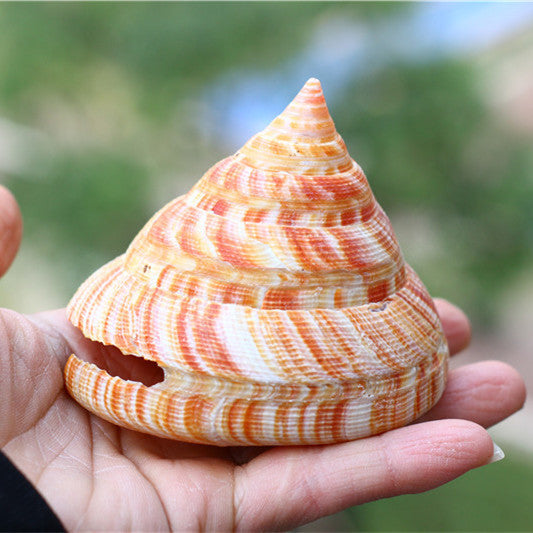 Natural Shell Conch Red Wengrong Snail Specimen Aquarium Fish Tank