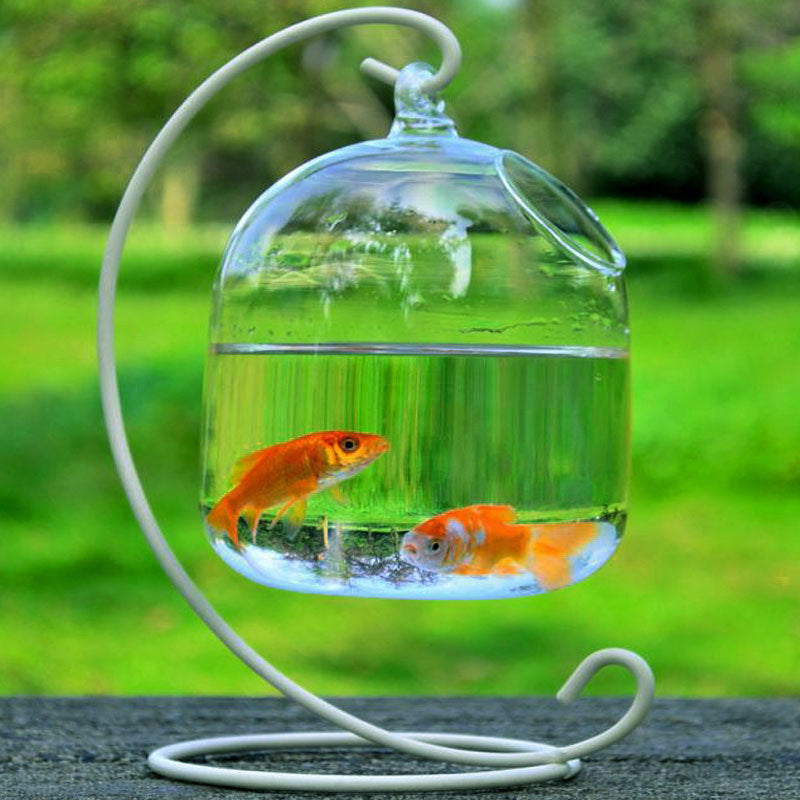 Transparent Glass Aquarium