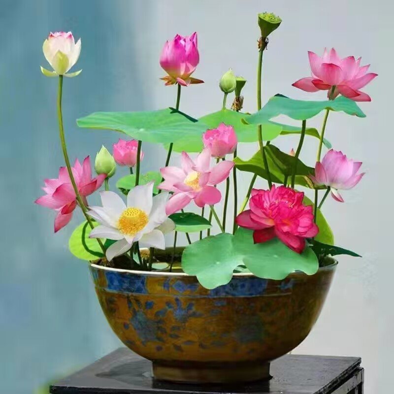 Fish Tank Water Grass Seed Landscape Package