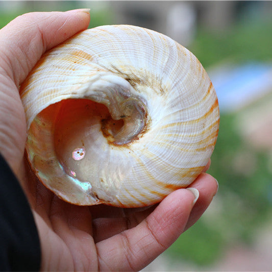 Natural Shell Conch Red Wengrong Snail Specimen Aquarium Fish Tank