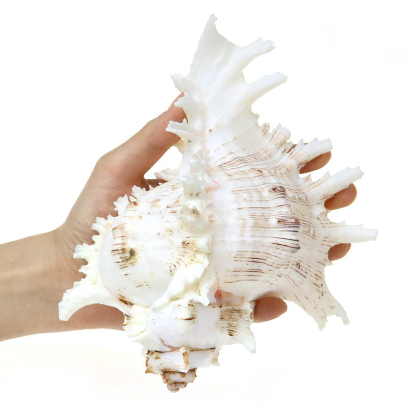 Natural Conch Shell Fish Tank Aquarium Landscaping Decoration Size Shell Underwater World Ornaments Shelter