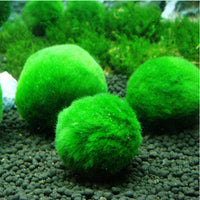 2to3cm Green