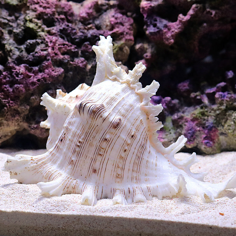 Natural Conch Shell Fish Tank Aquarium Landscaping Decoration Size Shell Underwater World Ornaments Shelter