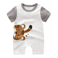 Gray Tiger