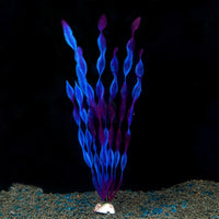 Small kelp purple