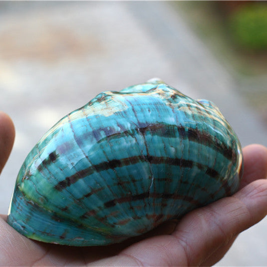Natural Big Sea Conch Green Top Shell Fish Tank Aquarium Decoration Island Souvenir