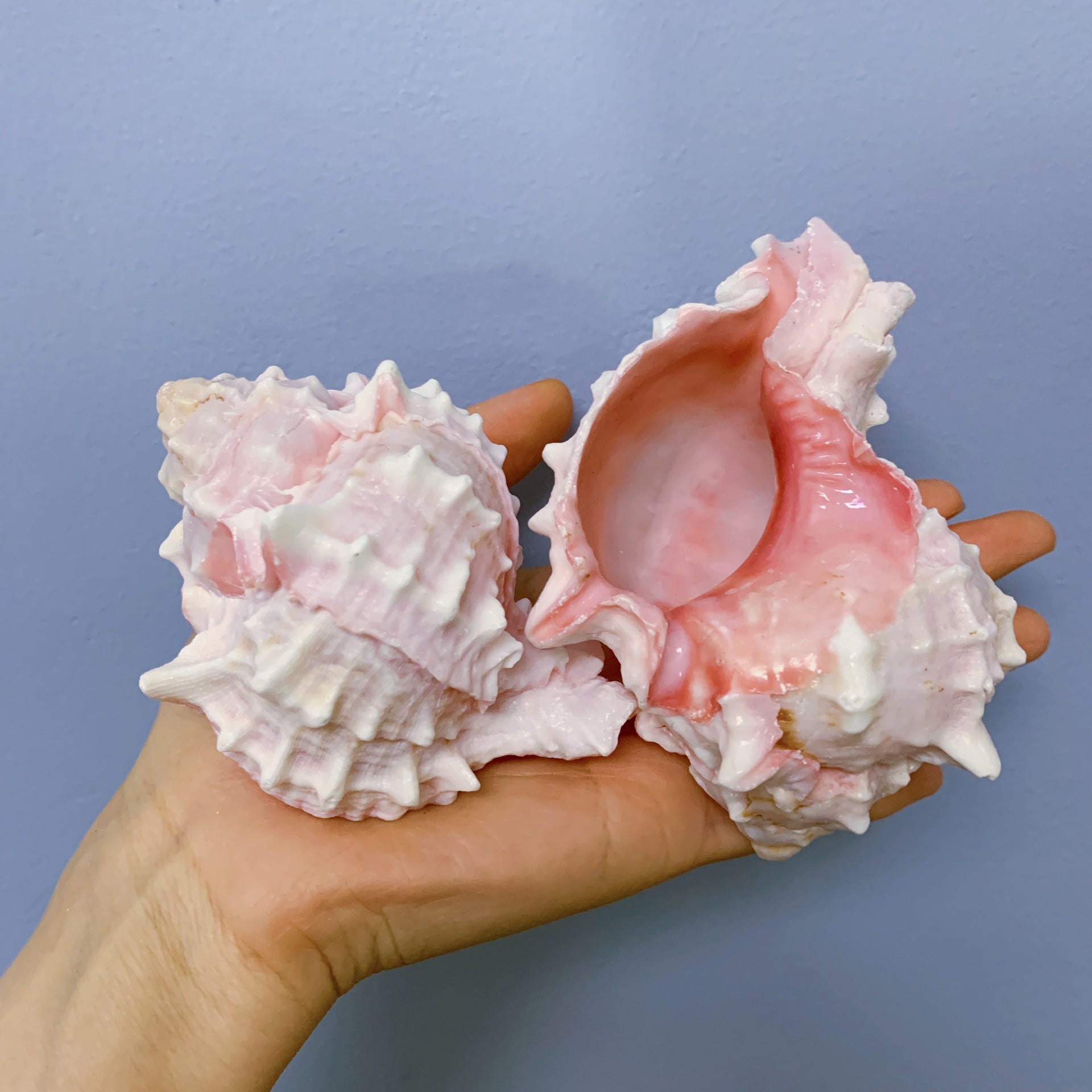 Natural Conch And Shell Aquarium Fish Tank Scenery Decoration Ornaments