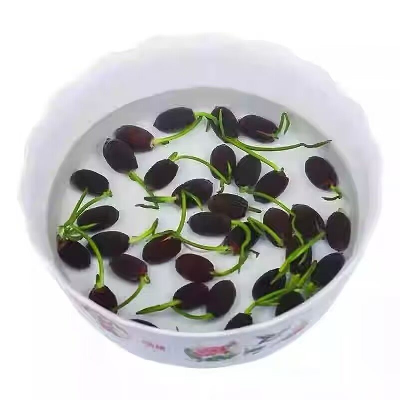 Fish Tank Water Grass Seed Landscape Package