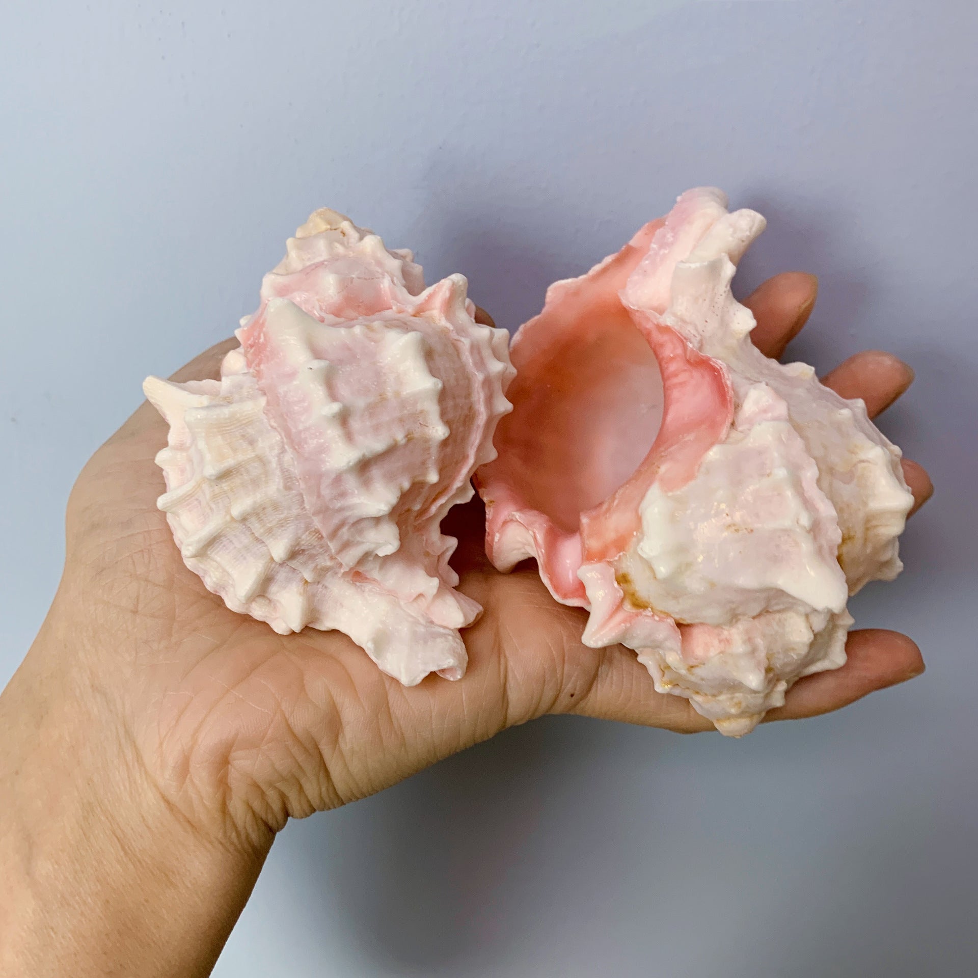 Natural Conch And Shell Aquarium Fish Tank Scenery Decoration Ornaments