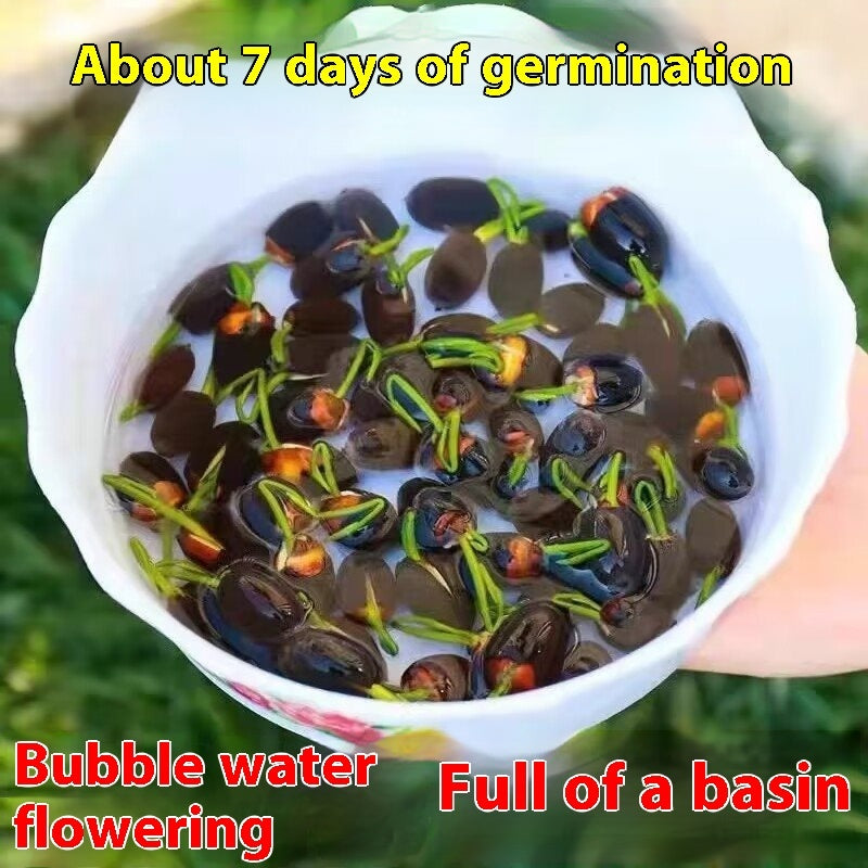 Fish Tank Water Grass Seed Landscape Package