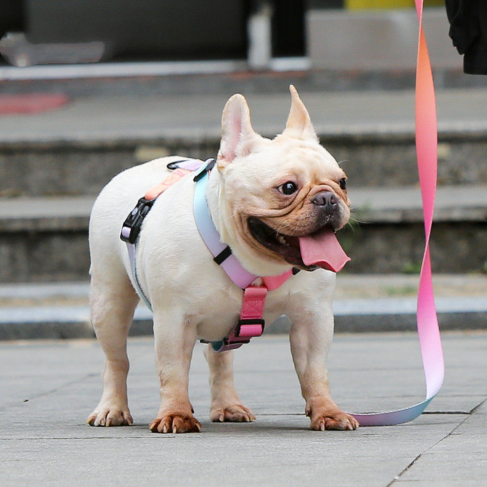 Pet Leash For Small and Medium Dogs