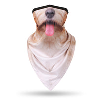 Norfolk Terrier