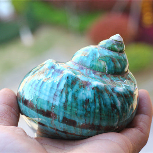 Natural Big Sea Conch Green Top Shell Fish Tank Aquarium Decoration Island Souvenir