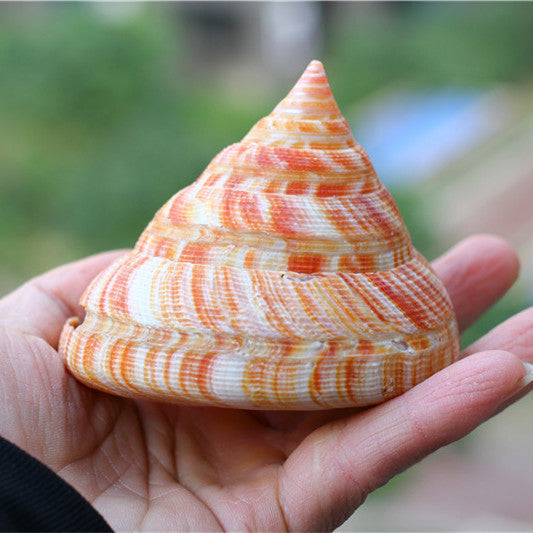 Natural Shell Conch Red Wengrong Snail Specimen Aquarium Fish Tank