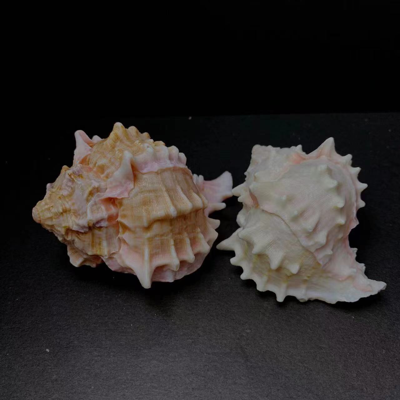 Natural Conch And Shell Aquarium Fish Tank Scenery Decoration Ornaments