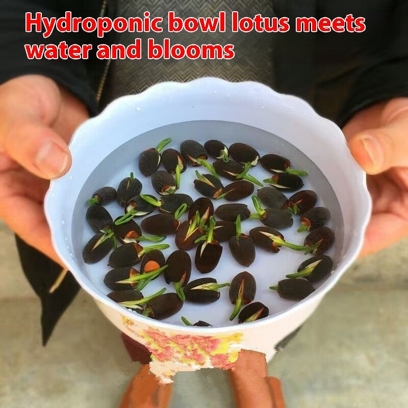 Fish Tank Water Grass Seed Landscape Package