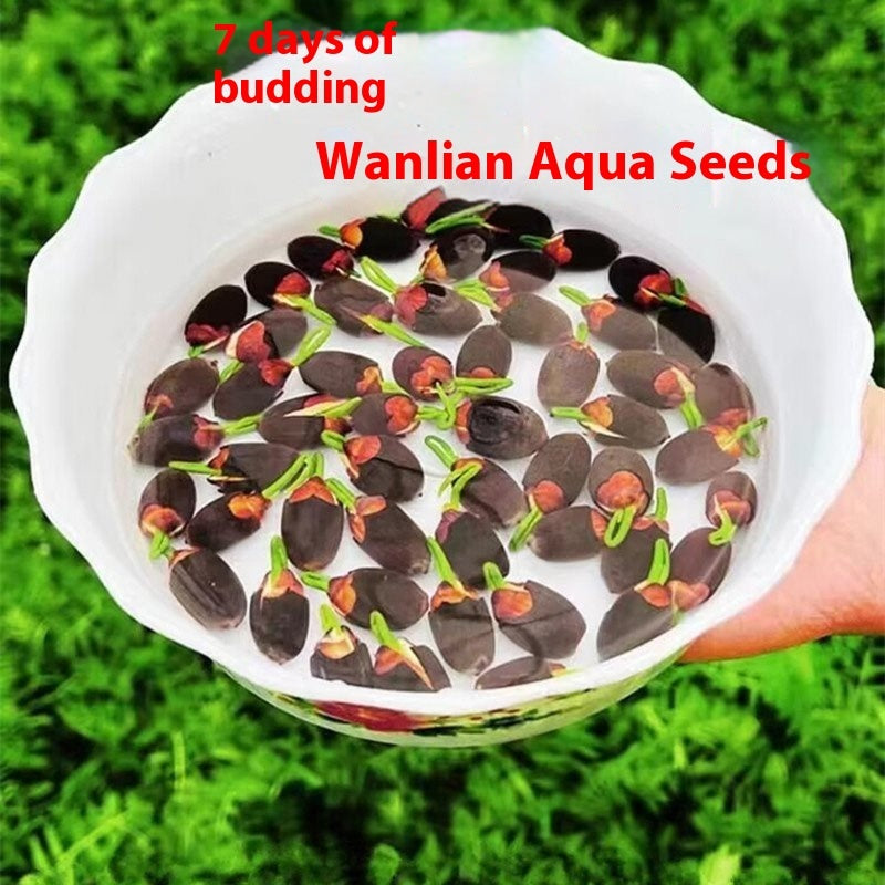 Fish Tank Water Grass Seed Landscape Package
