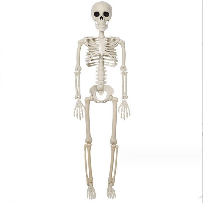 Adjustable Human Skeleton Prop – 40cm Halloween Horror Skull Ornament for Haunted House Decor