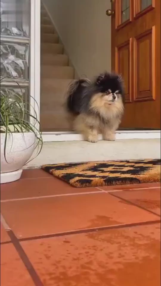 Load video: 1